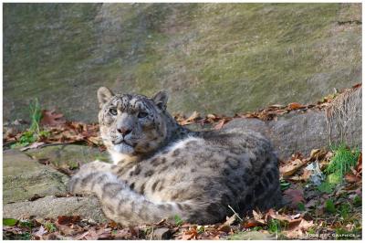 Snow Leopard 4