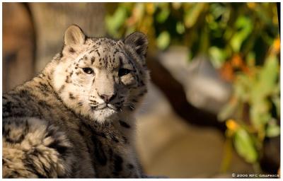 2006 Bronx Zoo - Snow Leopard