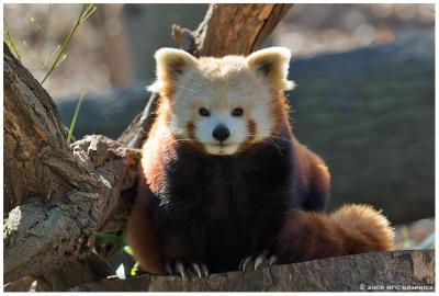 2006 Bronx Zoo - Red Panda