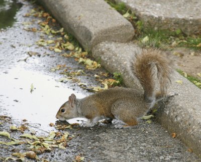 Squirrel drinking  .jpg
