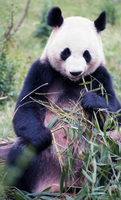 Chengdu - Panda