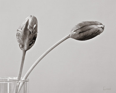 Still life - tulips