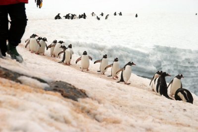 Penguin highway