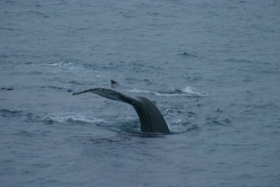IMG_4550.jpg