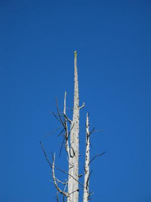 Blue sky