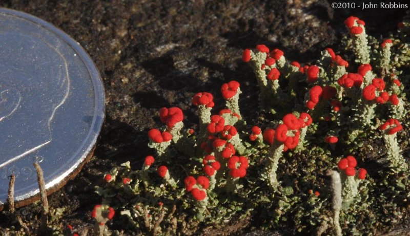 Red Fungi