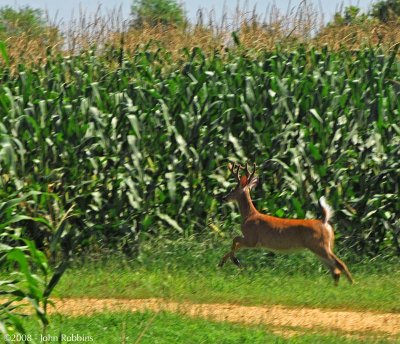 Buck Running