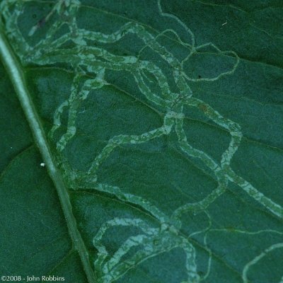 Leaf Trails