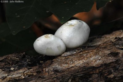 Marshmellow Mushrooms