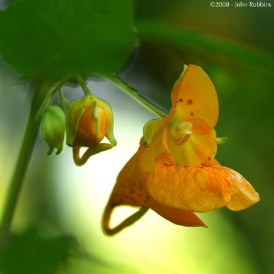 Jewel Weed