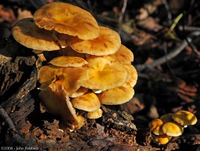 Honey Mushrooms