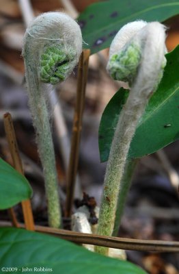 Fern Frond Heads