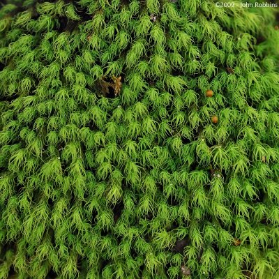 Moss Detail