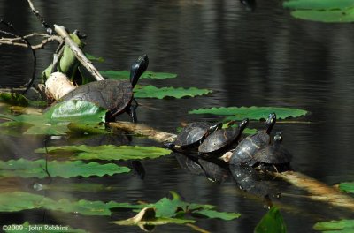 Turtle Contest