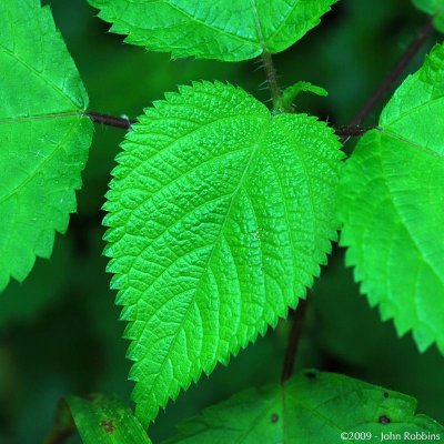 Serrate Leaf Detail