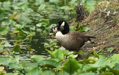 Canadian Goose