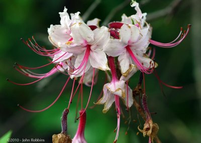 Pink Azalea 2010