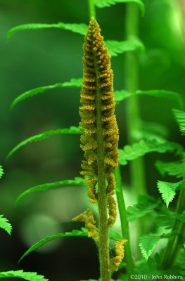 Fern Sporangium 2