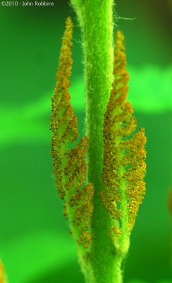 Fern Sporangium 3