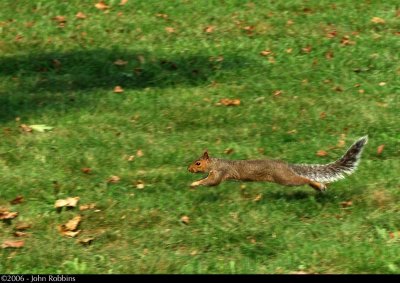 Squirrel Runner
