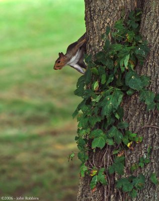 Squirrel - Coast Clear?