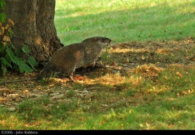 Eastern Gopher