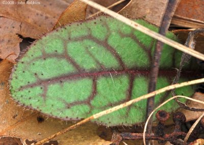 Leaf Veins