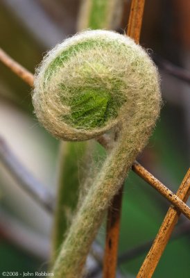 Fern Unfurling
