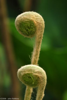 Unfurling Pair