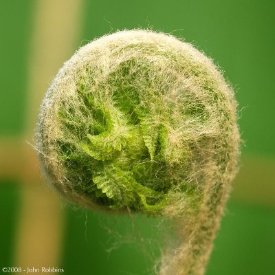 Fern Head