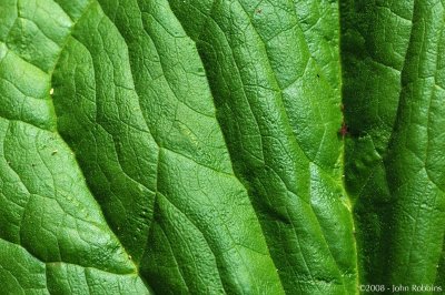 Skunk Cabbage Detail