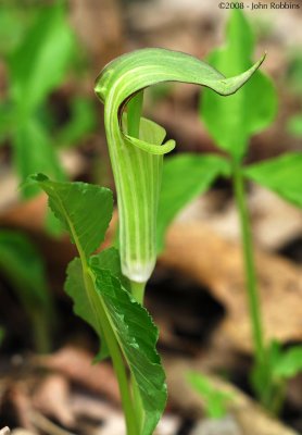 Jack in the Pulpit