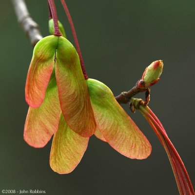 Maple Seeds