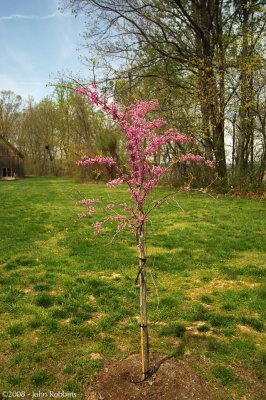 Eastern Redbud