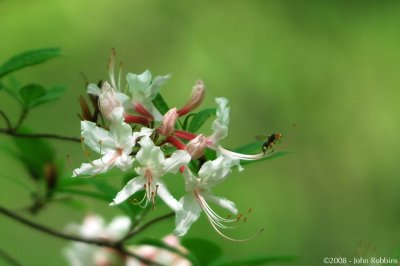 Pink Azalea + Bee