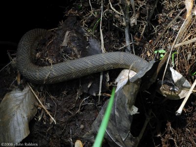 Northern Water Snake