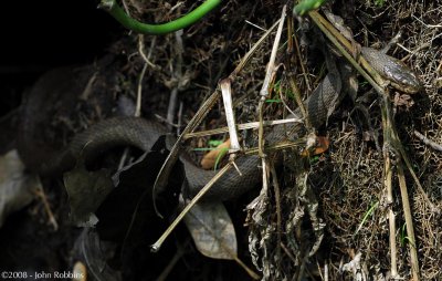 Northern Water Snake