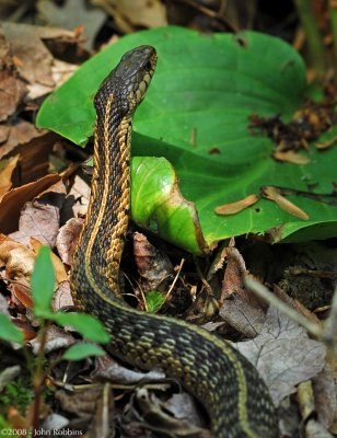 Garter Snake