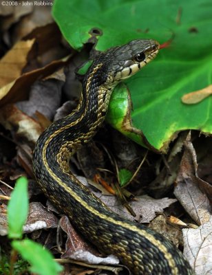 Garter Snake