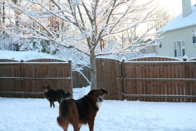 Snow2010_461 [1600x1200].JPG