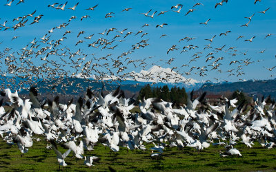Snow Geese