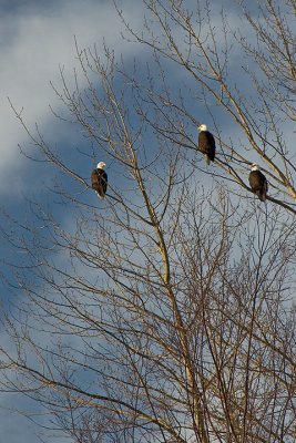 Bald Eagles