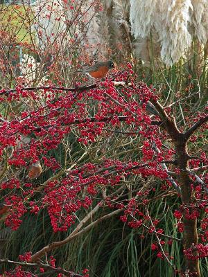 Robins on Flowering Crabapple