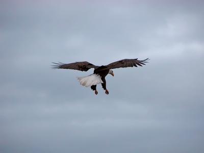 Dropping in for a handout.