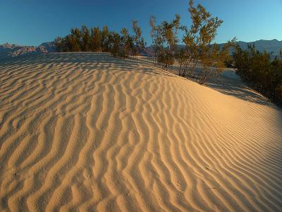 Dune Ripples