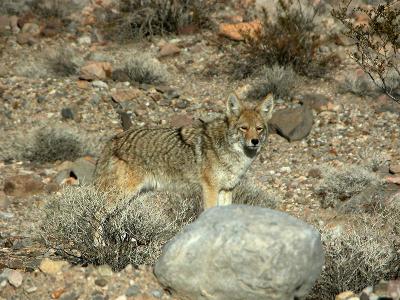 Camoflage Coyote