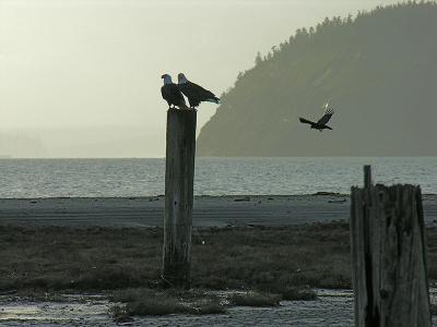 Courtship