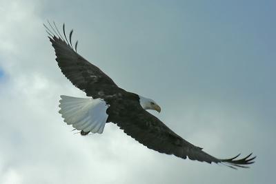 Wingtips