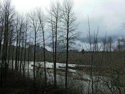 Eagles on the Skagit