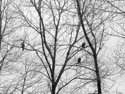 Three Eagles